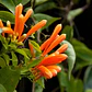 Bignonia Naranja Grande Pyrostegia Venusta Trepadora - Miniatura 2
