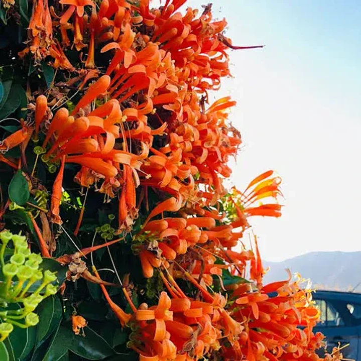 Bignonia Naranja Grande Pyrostegia Venusta Trepadora 3