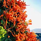 Bignonia Naranja Grande Pyrostegia Venusta Trepadora - Miniatura 3