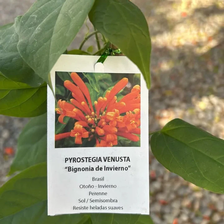 Bignonia Naranja Grande Pyrostegia Venusta Trepadora 4