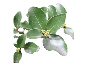 Quillay 3,5 Mts Grande Árbol Ornamental Nativo
