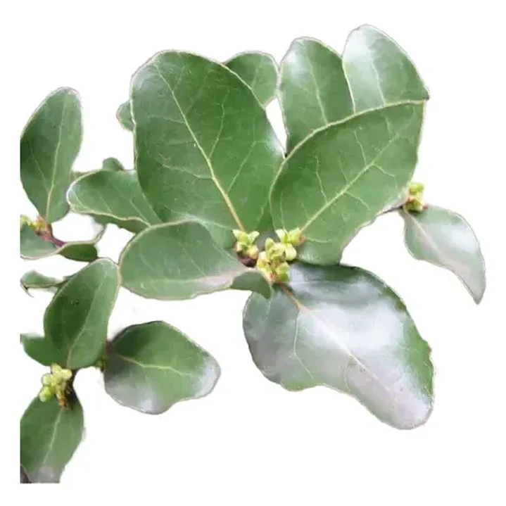 Quillay 3,5 Mts Grande Árbol Ornamental Nativo 1