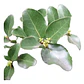 Quillay 3,5 Mts Grande Árbol Ornamental Nativo - Miniatura 1