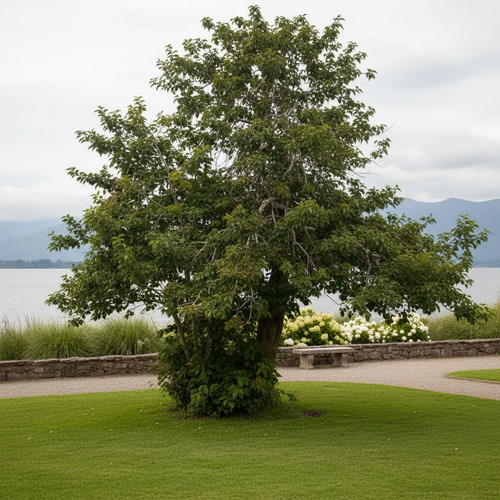 Quillay 3 Mts Grande Árbol Ornamental Nativo 2