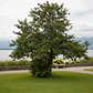 Quillay 3,5 Mts Grande Árbol Ornamental Nativo - Miniatura 2