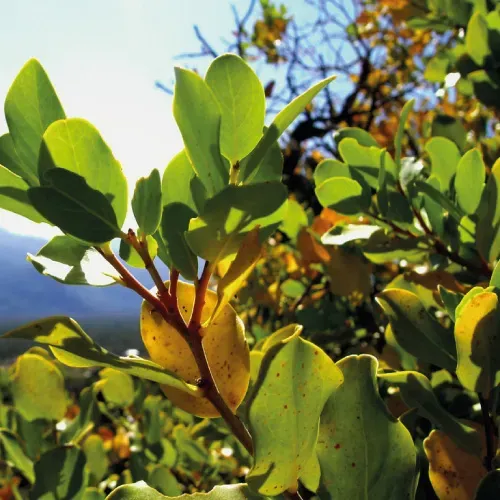 Quillay 3 Mts Grande Árbol Ornamental Nativo 3