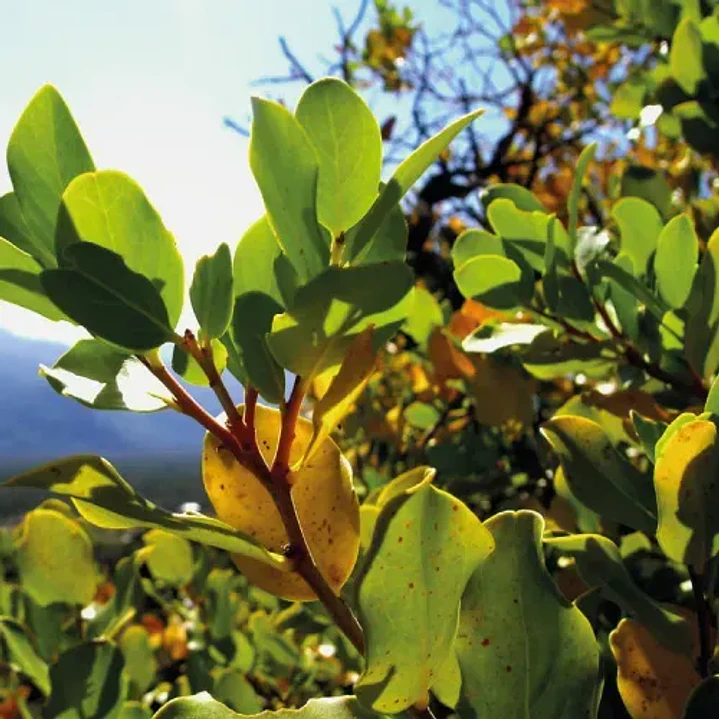 Quillay 3,5 Mts Grande Árbol Ornamental Nativo 3