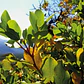 Quillay 3,5 Mts Grande Árbol Ornamental Nativo - Miniatura 3