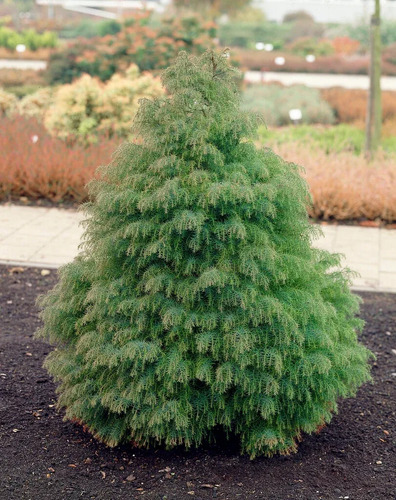 Cryptomeria Japónica Elegans Conifera Ornamental Exótica 2