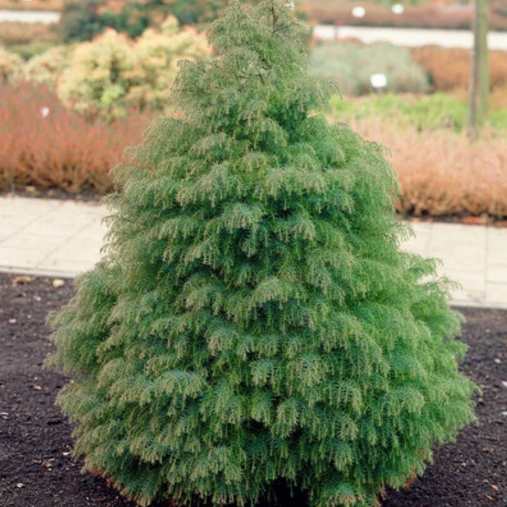 Cryptomeria Japónica Elegans Conifera Ornamental Exótica 2