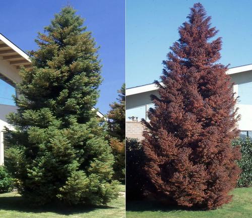 Cryptomeria Japónica Elegans Conifera Ornamental Exótica 1