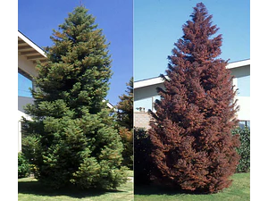 Cryptomeria Japónica Elegans Conifera Ornamental Exótica