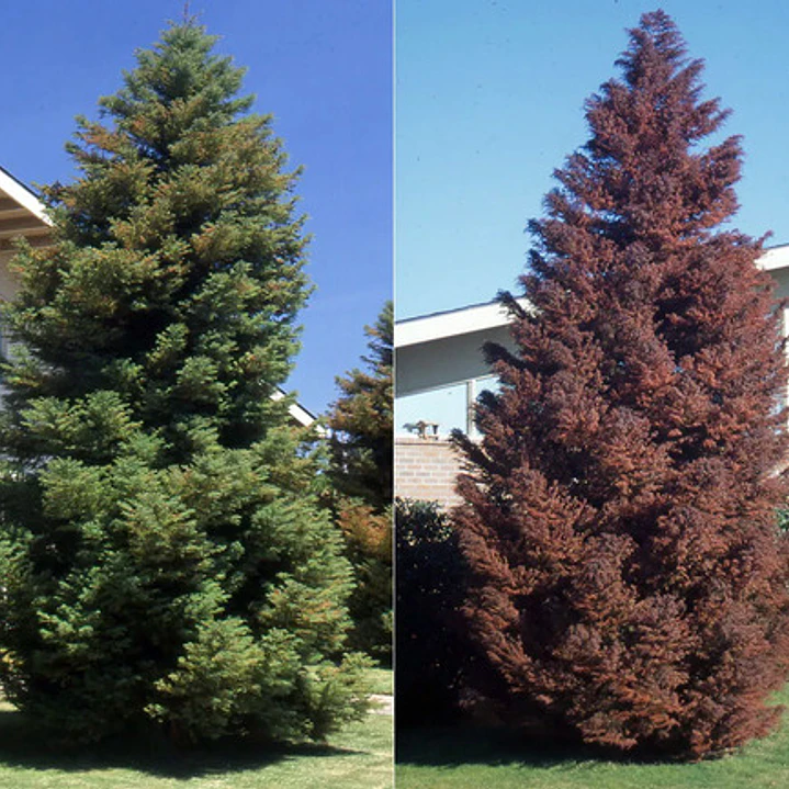 Cryptomeria Japónica Elegans Conifera Ornamental Exótica 1