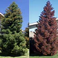Cryptomeria Japónica Elegans Conifera Ornamental Exótica - Miniatura 1
