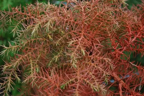 Cryptomeria Japónica Elegans Conifera Ornamental Exótica 3