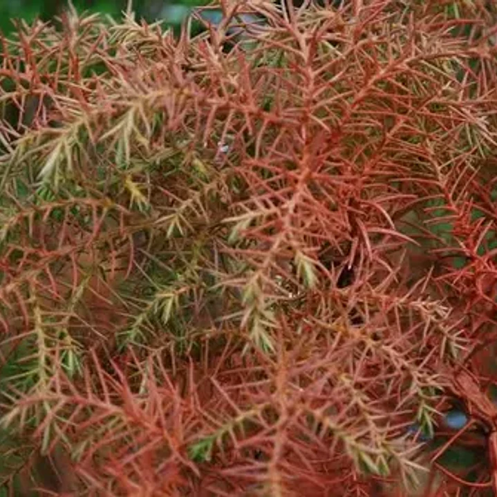 Cryptomeria Japónica Elegans Conifera Ornamental Exótica 3