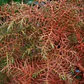 Cryptomeria Japónica Elegans Conifera Ornamental Exótica - Miniatura 3