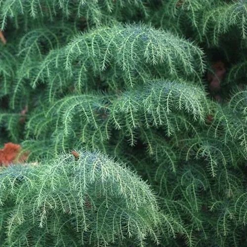Cryptomeria Japónica Elegans Conifera Ornamental Exótica 4