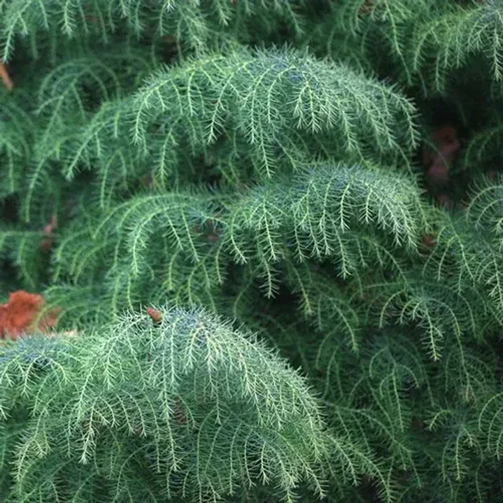 Cryptomeria Japónica Elegans Conifera Ornamental Exótica 4