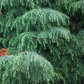 Cryptomeria Japónica Elegans Conifera Ornamental Exótica - Miniatura 4