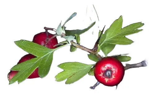 Pack De 10 Crataegus Pyracantha Arbusto Para Cierre 1