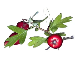Pack De 10 Crataegus Pyracantha Arbusto Para Cierre