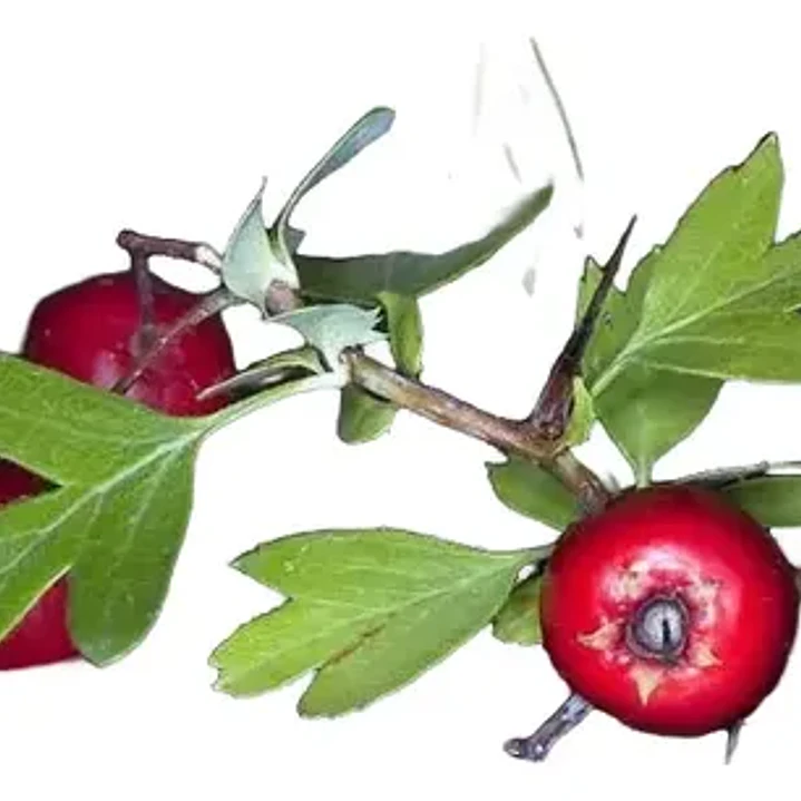 Pack De 10 Crataegus Pyracantha Arbusto Para Cierre 1