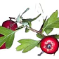 Pack De 10 Crataegus Pyracantha Arbusto Para Cierre - Miniatura 1