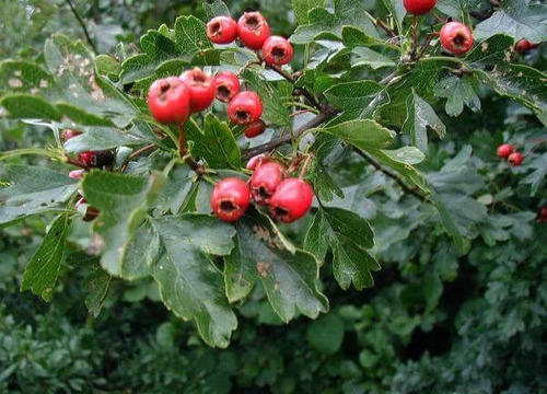 Pack De 10 Crataegus Pyracantha Arbusto Para Cierre 3