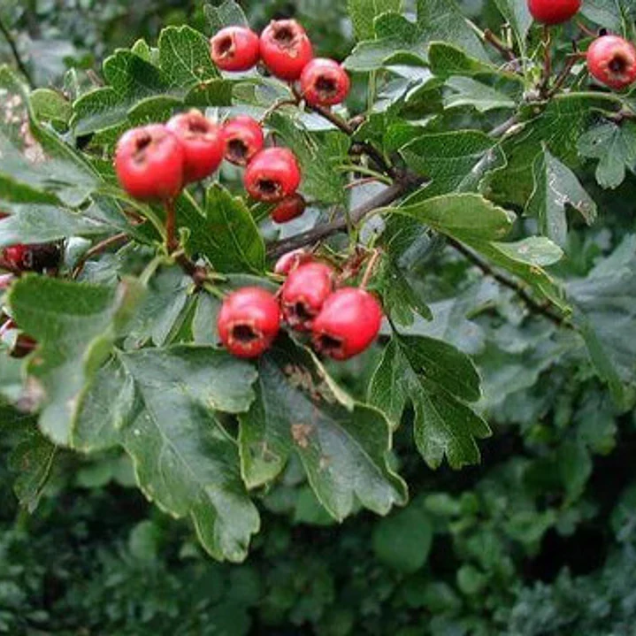 Pack De 10 Crataegus Pyracantha Arbusto Para Cierre 3