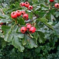 Pack De 10 Crataegus Pyracantha Arbusto Para Cierre - Miniatura 3