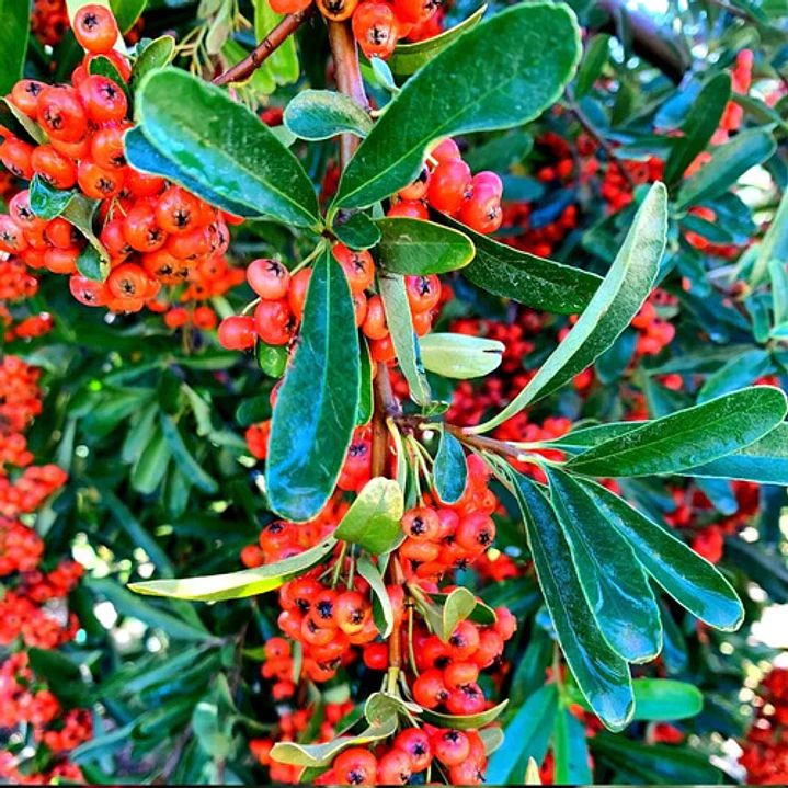 Pack De 10 Crataegus Pyracantha Arbusto Para Cierre 4
