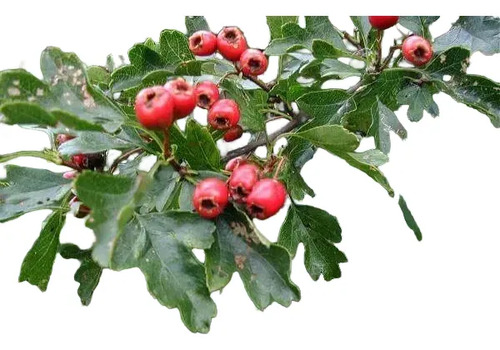 Pack De 50 Crataegus Pyracantha Arbusto Para Cierre 1