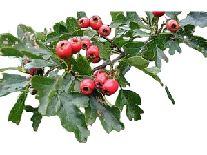 Pack De 50 Crataegus Pyracantha Arbusto Para Cierre