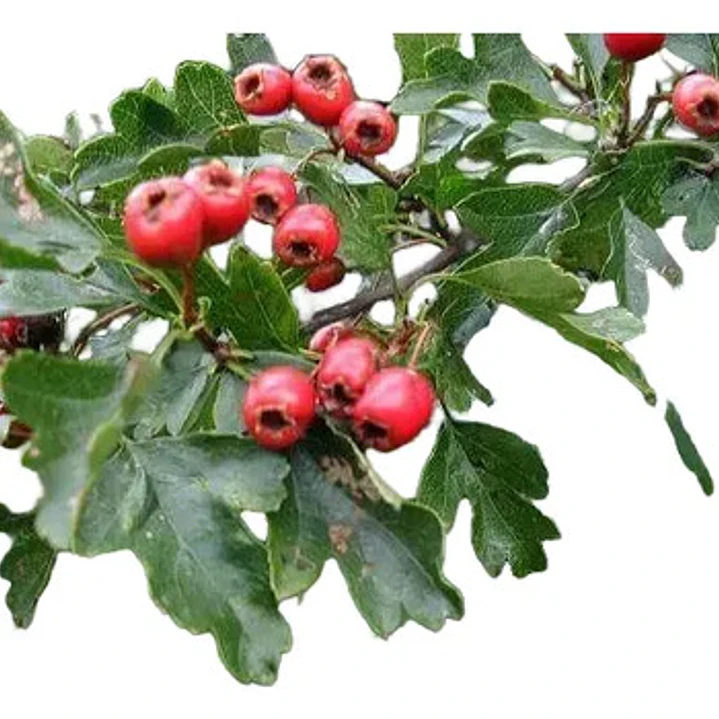 Pack De 50 Crataegus Pyracantha Arbusto Para Cierre 1