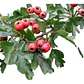 Pack De 50 Crataegus Pyracantha Arbusto Para Cierre - Miniatura 1