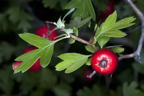 Pack De 50 Crataegus Pyracantha Arbusto Para Cierre 2