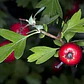 Pack De 50 Crataegus Pyracantha Arbusto Para Cierre - Miniatura 2