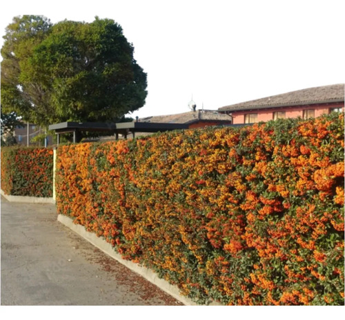 Pack De 50 Crataegus Pyracantha Arbusto Para Cierre 3