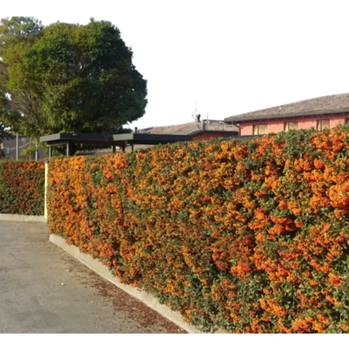 Pack De 50 Crataegus Pyracantha Arbusto Para Cierre 3