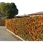 Pack De 50 Crataegus Pyracantha Arbusto Para Cierre - Miniatura 3