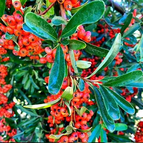 Pack De 50 Crataegus Pyracantha Arbusto Para Cierre 4