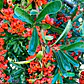 Pack De 50 Crataegus Pyracantha Arbusto Para Cierre - Miniatura 4