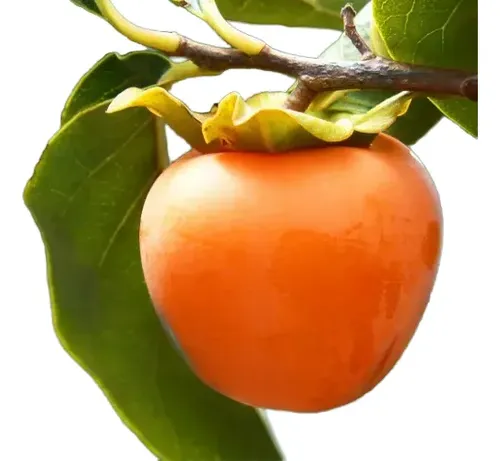 Caqui Arbol Frutal Exotico 1