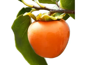 Caqui Arbol Frutal Exotico