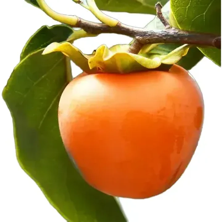 Caqui Arbol Frutal Exotico 1