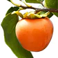 Caqui Arbol Frutal Exotico - Miniatura 1