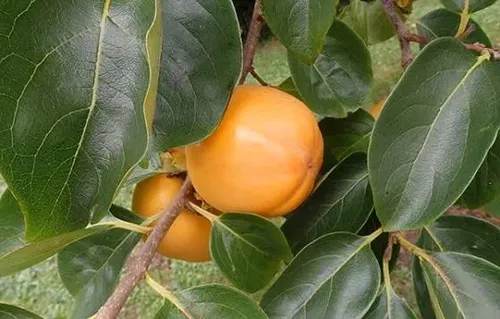 Caqui Arbol Frutal Exotico 2