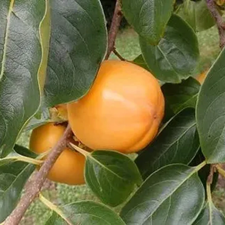 Caqui Arbol Frutal Exotico 2