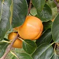 Caqui Arbol Frutal Exotico - Miniatura 2